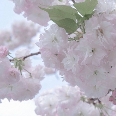 灞桥福瑞交流群